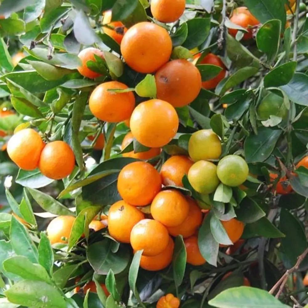 Mandarin pitic Calamondin, cu fructe acrisoare-intens, cu usoare note dulci, livrat cu fructe coapte, 100 cm
