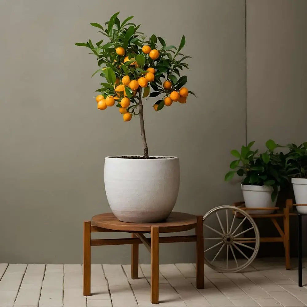Mandarin pitic Calamondin, cu fructe acrisoare-intens, cu usoare note dulci, livrat cu fructe coapte, 100 cm
