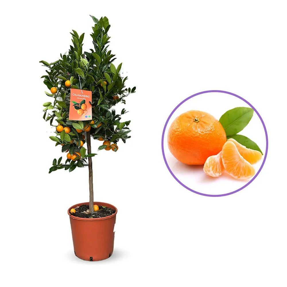 Mandarin pitic Calamondin, cu fructe acrisoare-intens, cu usoare note dulci, livrat cu fructe coapte, 100 cm