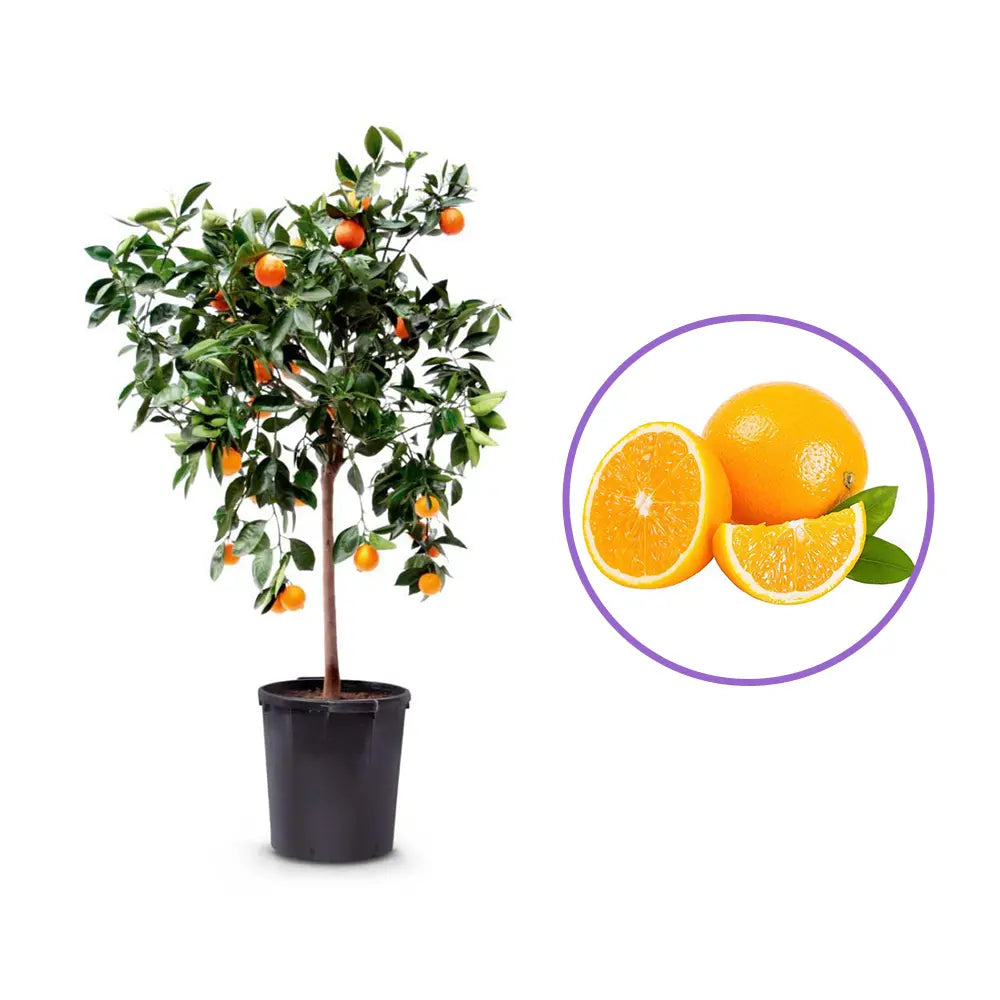 Pom de Portocal (Citrus sinensis), fructifer ornamental pentru terasa