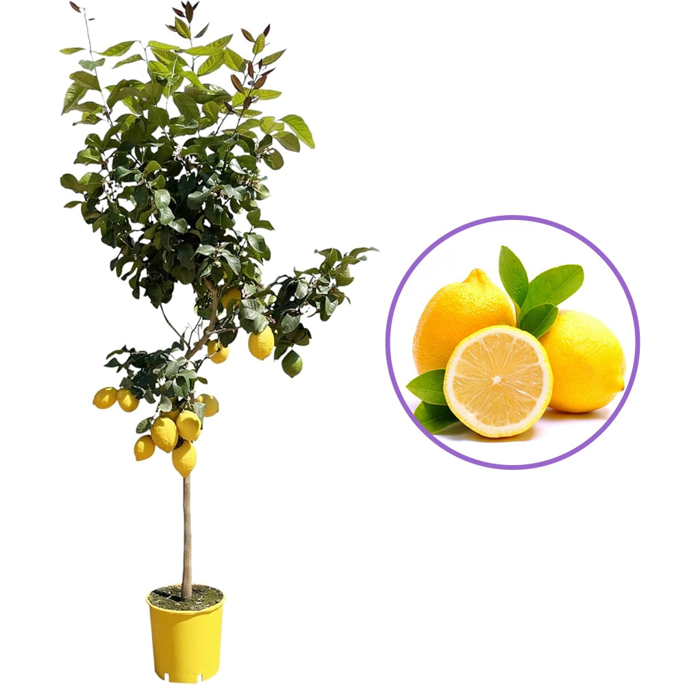 Pom Lamai (Citrus Limon) Di Sorrento, 110 cm, cu fructe mari galbene si parfumate, an 2 pe rod