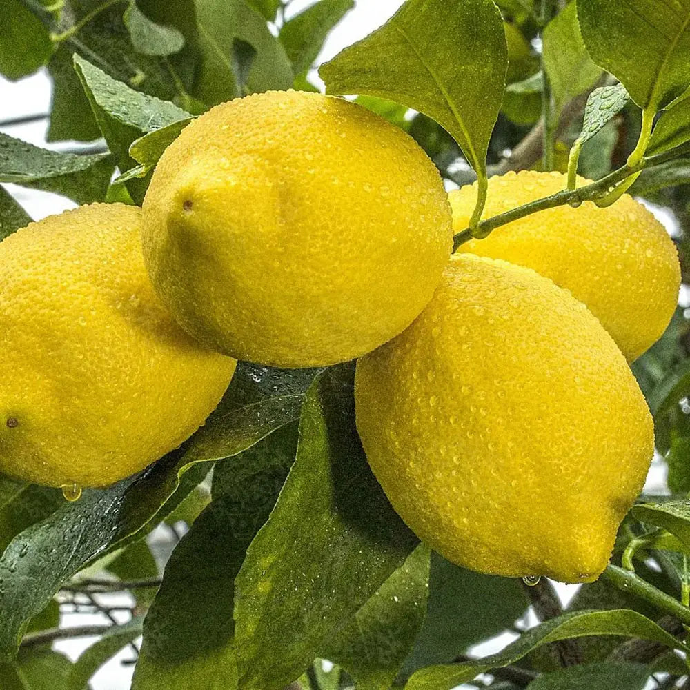 Pom Lamai (Citrus Limon) Femminello, 110 cm, cu fructe mari galbene si bogate, an 2 pe rod