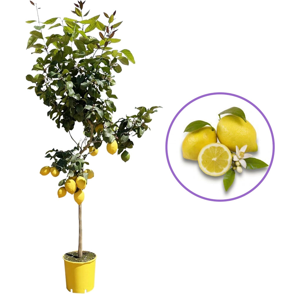 Pom Lamai (Citrus Limon) Femminello, 110 cm, cu fructe mari galbene si bogate, an 2 pe rod