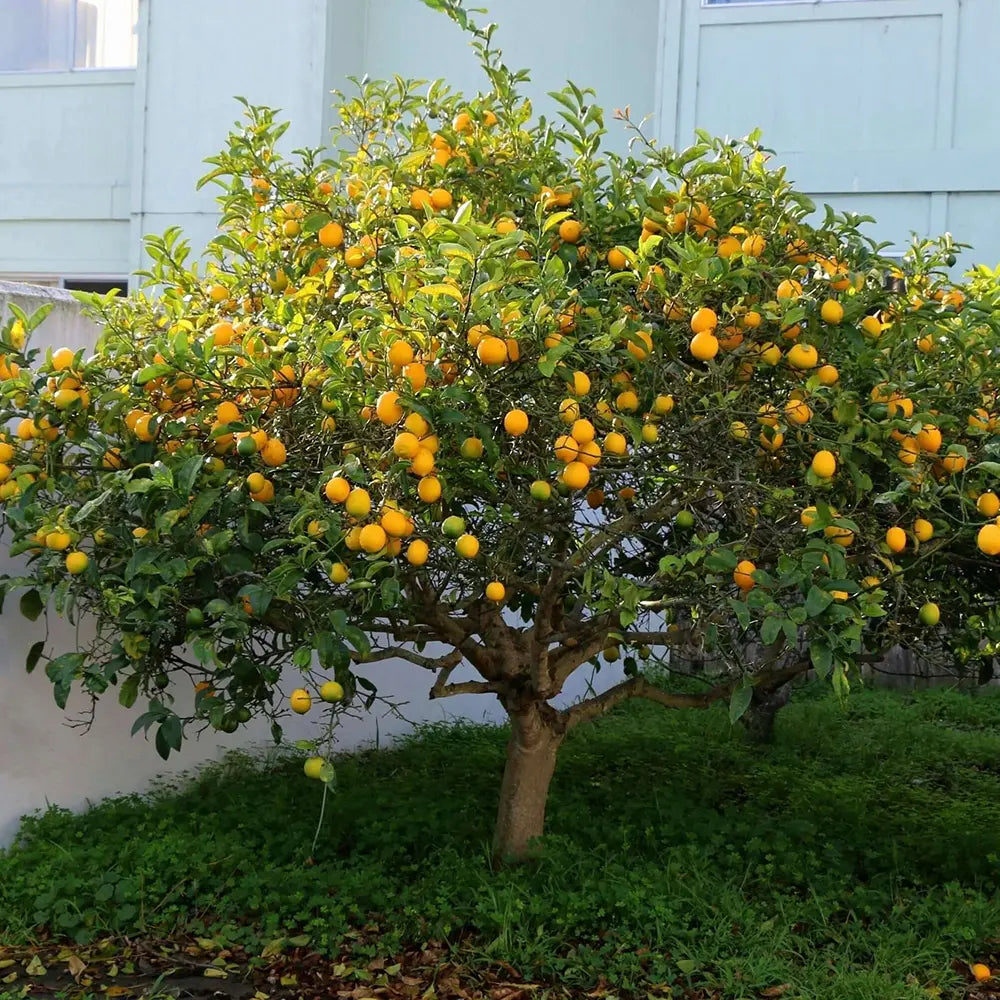 Pom Lamai (Citrus Limon) Meyer, 40-60 cm, cu fructe mari galbene-portocalii parfumate, an 2 pe rod