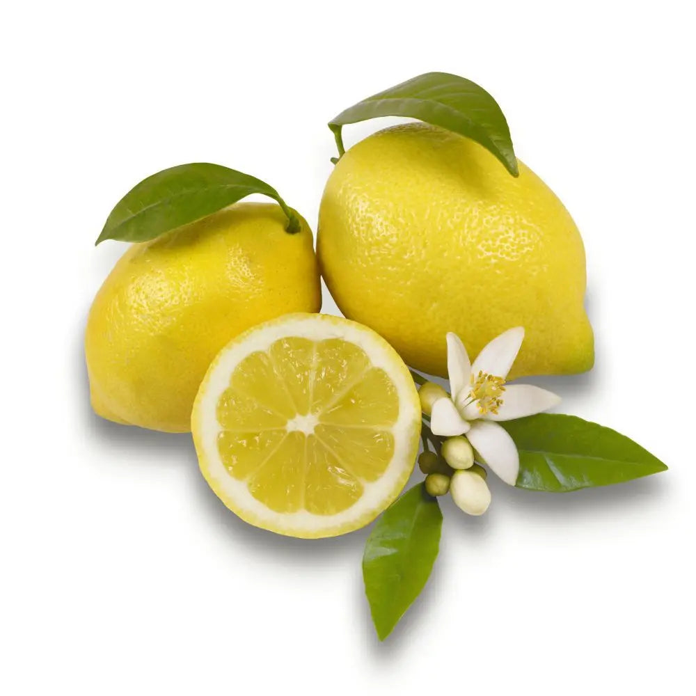 Pom Lamai (Citrus Limon) Monachello, 100-110 cm, cu fructe mari galbene intens parfumate, an 2 pe rod