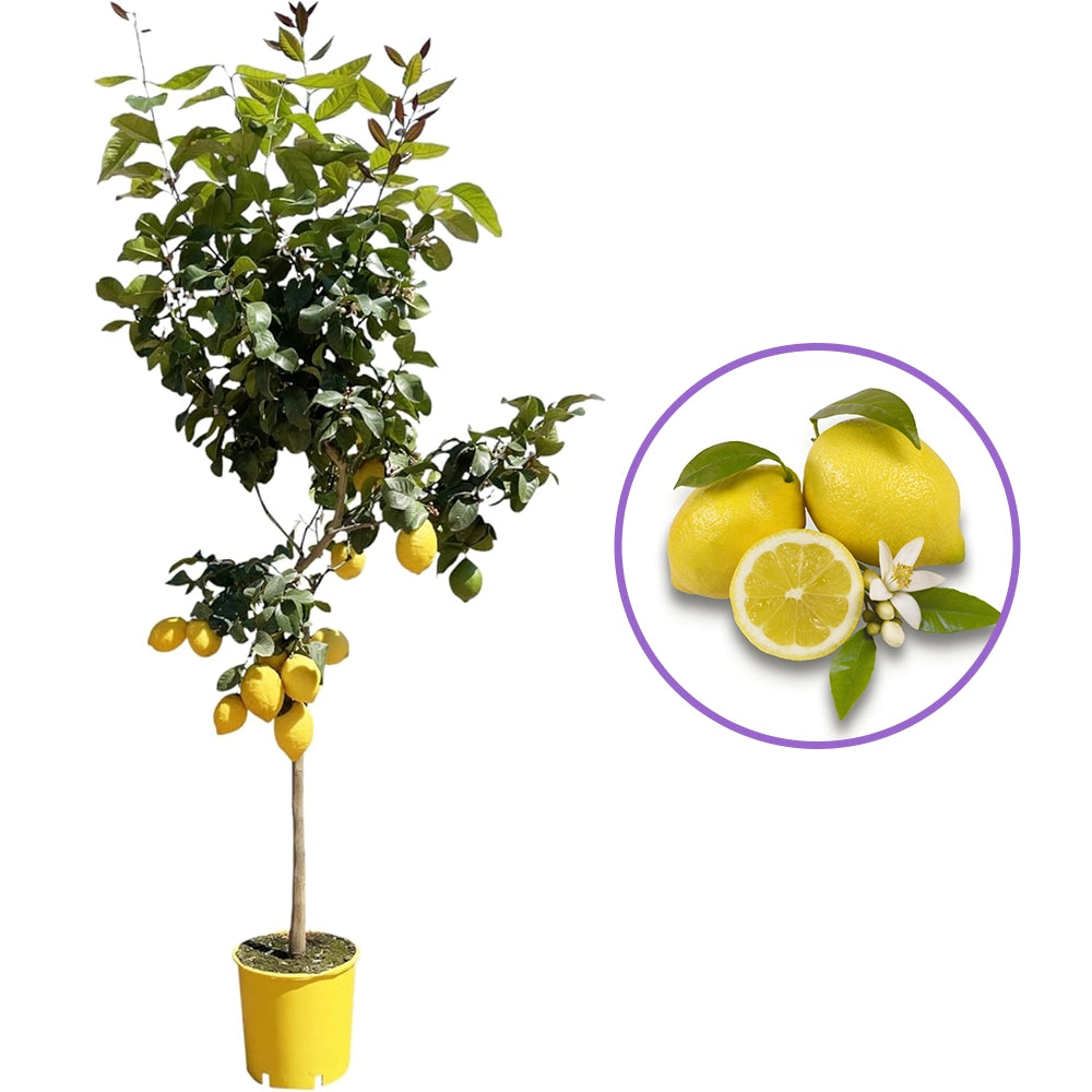 Pom Lamai (Citrus Limon) Monachello, 100-110 cm, cu fructe mari galbene intens parfumate, an 2 pe rod