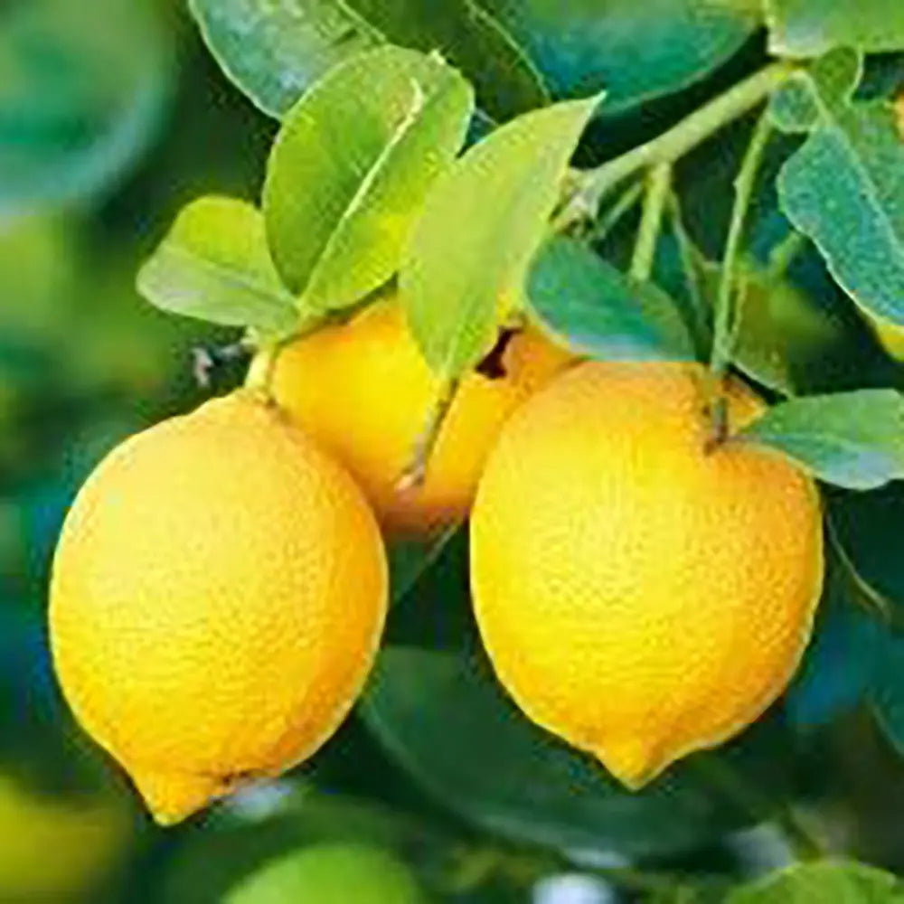 Pom Lamai (Citrus Limon) Verna, 110 cm, cu fructe mari galbene zemoase, an 2 pe rod