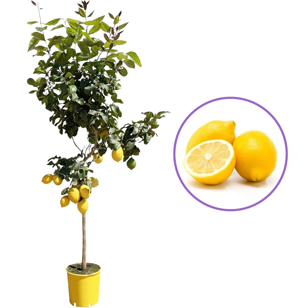 Pom Lamai (Citrus Limon) Verna, 110 cm, cu fructe mari galbene zemoase, an 2 pe rod