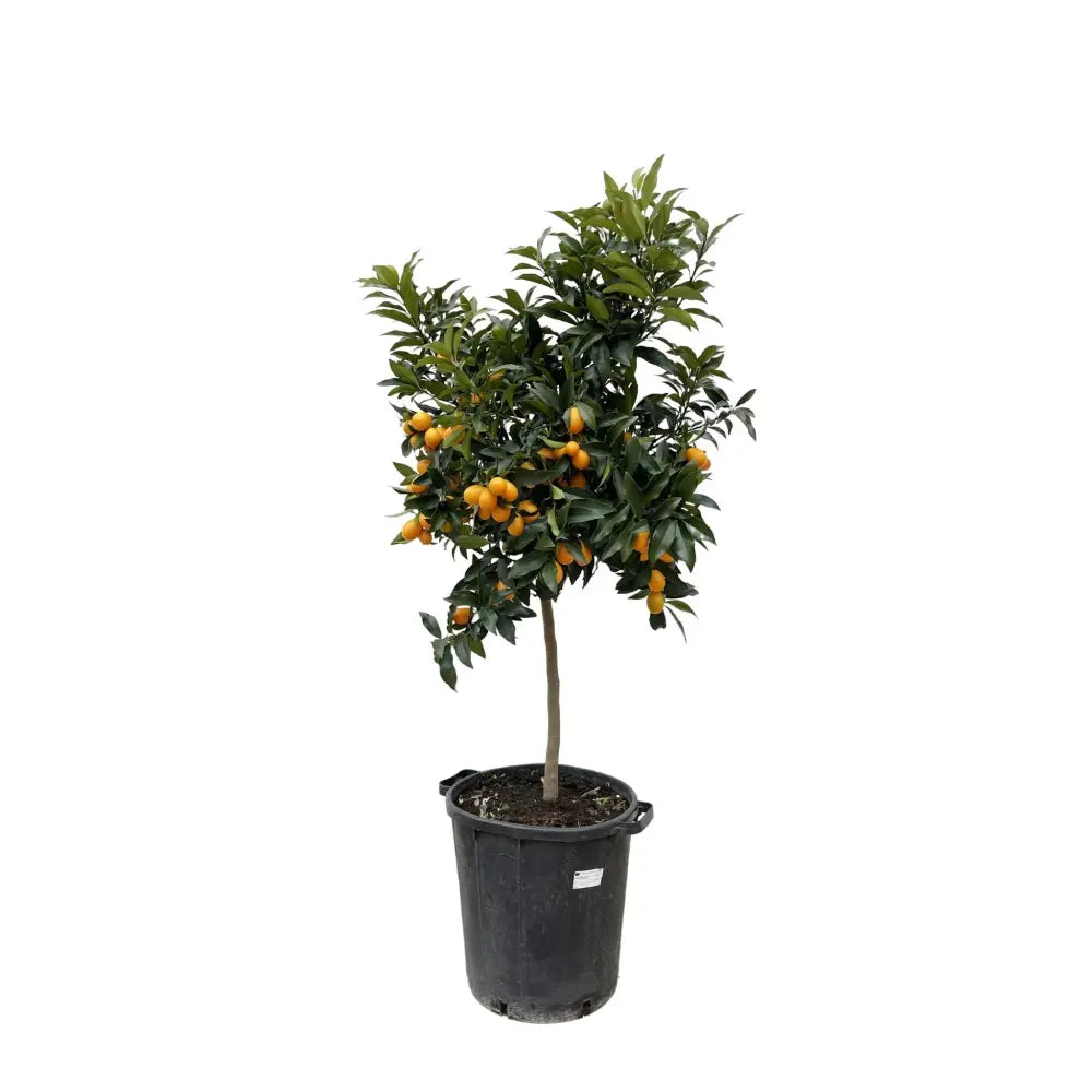 Portocal Kumquat (Citrus Sinensis), cu fructe comestibile integral, gust dulce la interior si acrisor la exterior, livrat cu fructe coapte
