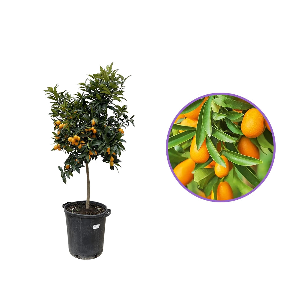 Portocal Kumquat (Citrus Sinensis), cu fructe comestibile integral, gust dulce la interior si acrisor la exterior, livrat cu fructe coapte