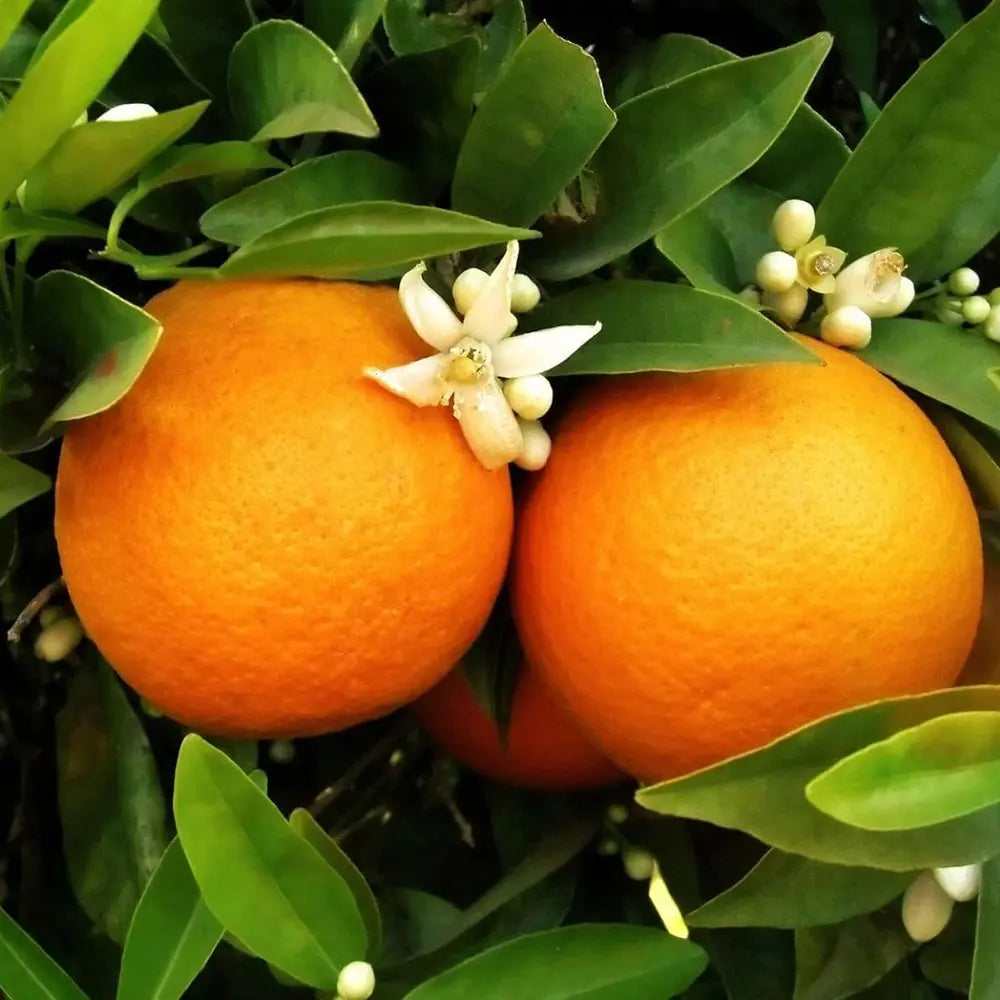 Portocal Washington Navel (Citrus sinensis), cu fructe dulci portocalii fara seminte, an 2 pe rod