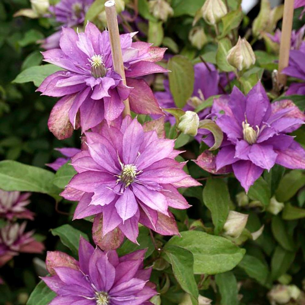Clematis (Clematita) Rollercoaster, cu Flori mov, Cataratoare
