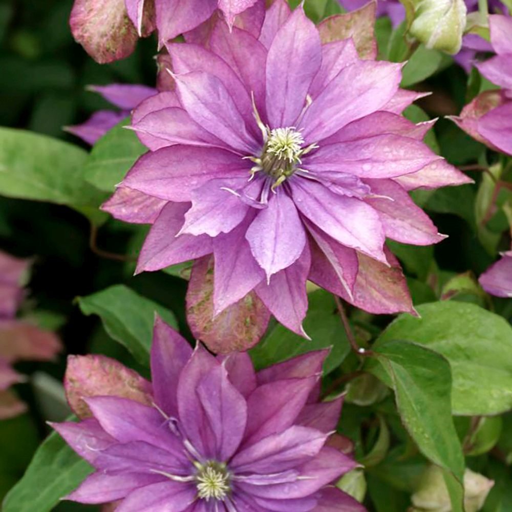 Clematis (Clematita) Rollercoaster, cu Flori mov, Cataratoare