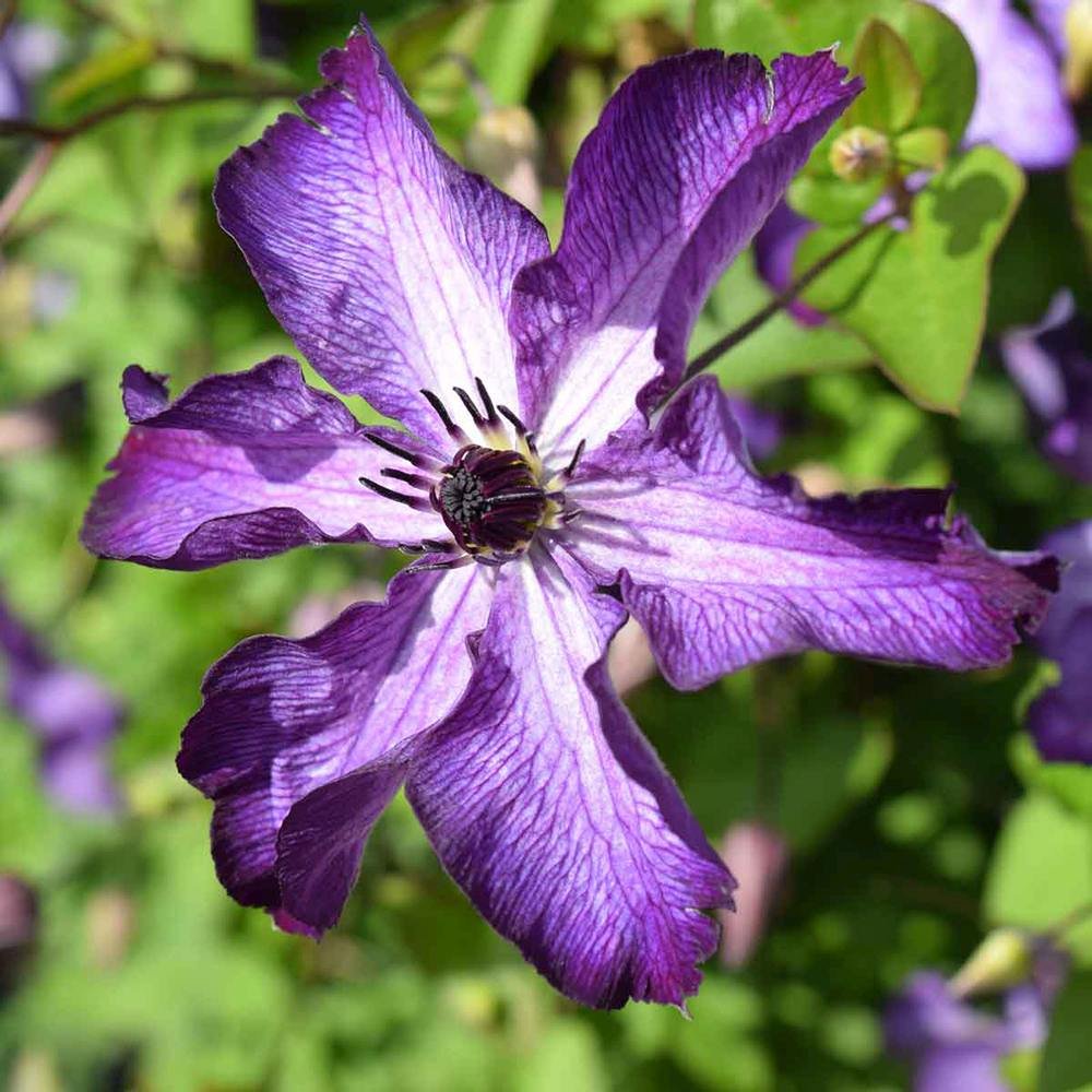 Clematis (Clematita) Super Nova, cu Flori mov cu alb, Cataratoare
