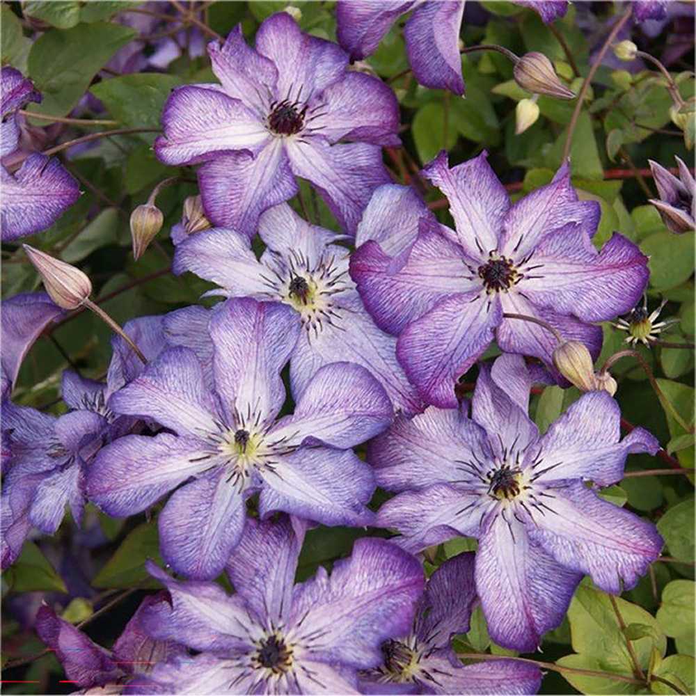 Clematis (Clematita) Super Nova, cu Flori mov cu alb, Cataratoare