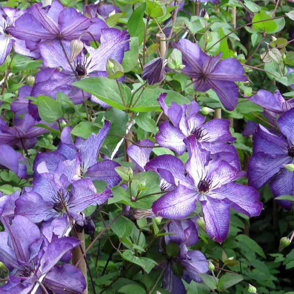 Clematis (Clematita) Super Nova, cu Flori mov cu alb, Cataratoare