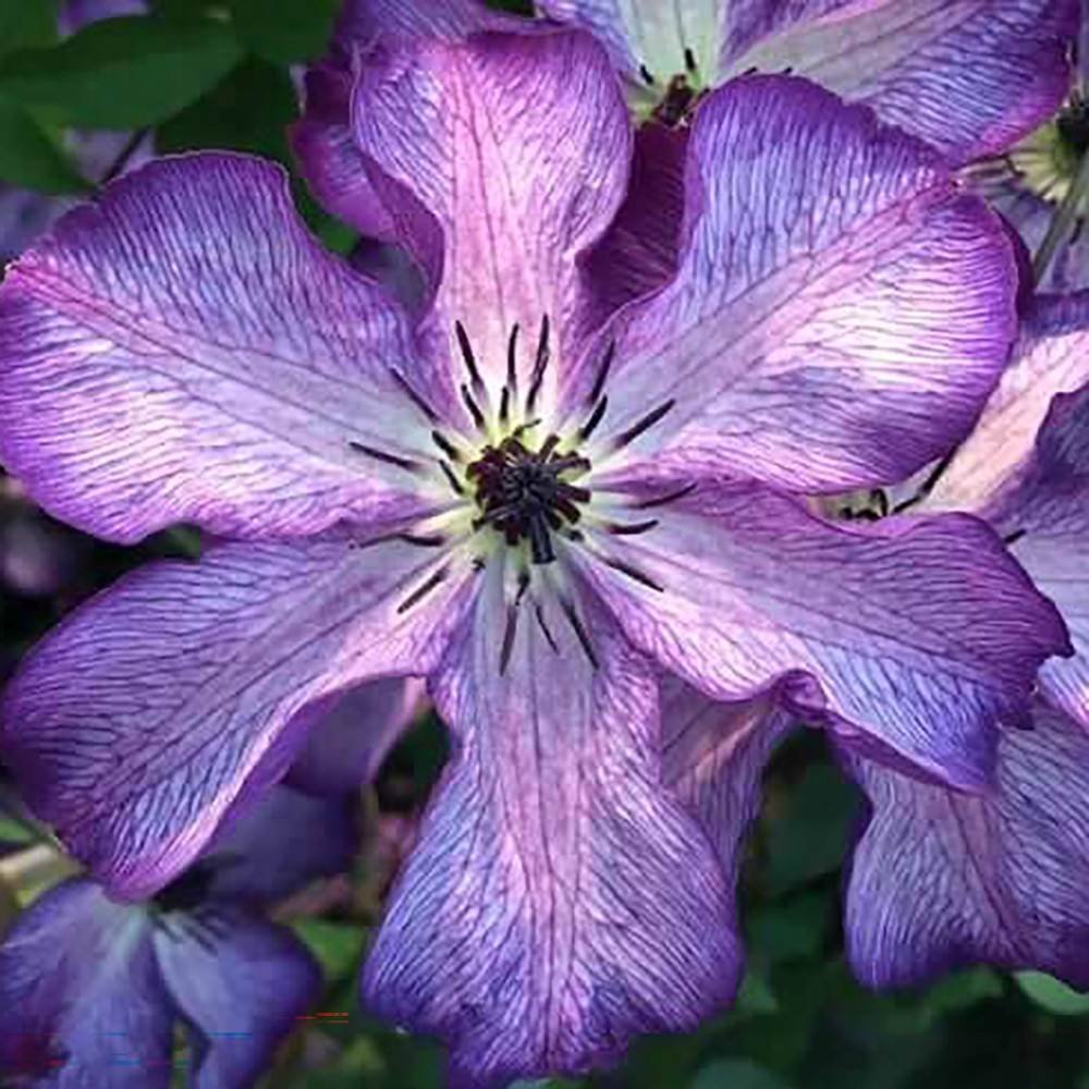 Clematis (Clematita) Super Nova, cu Flori mov cu alb, Cataratoare