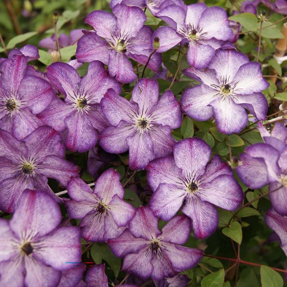 Clematis (Clematita) Super Nova, cu Flori mov cu alb, Cataratoare