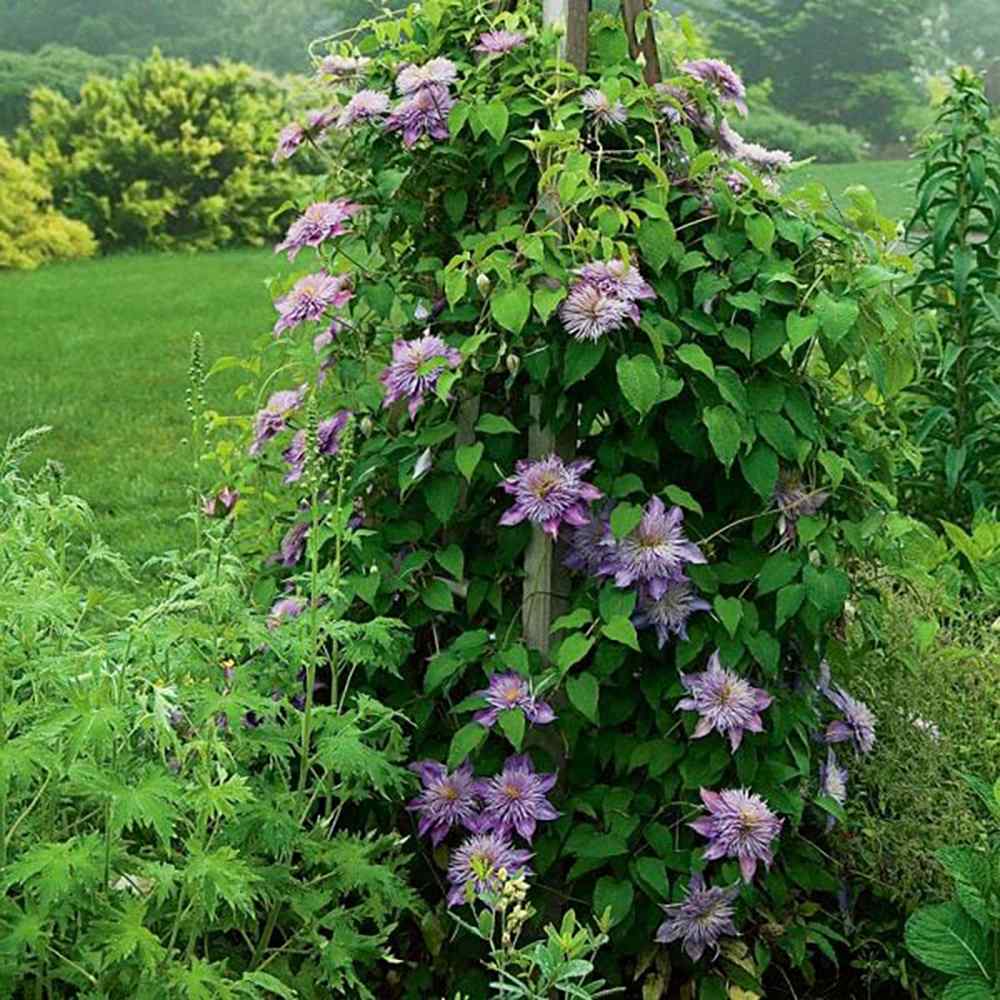 Clematis Crystal Fountain Regal, cu flori albastre-mov, cataratoare