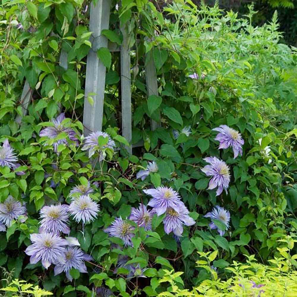 Clematis Crystal Fountain Regal, cu flori albastre-mov, cataratoare