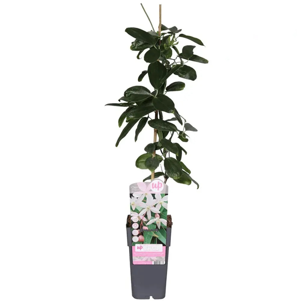 Clematis (Clematita) Armandii Apple Blossom planta cataratoare cu flori mari roz parfumate, semi vesnic verde. inflorire abundenta primavara/vara