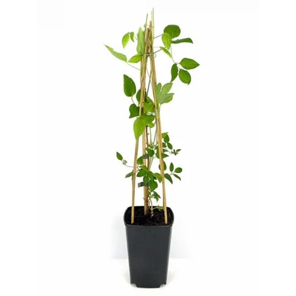 Clematis (Clematita) Dorothy Walton, planta cataratoare cu flori spectaculoase albastru-violet cu margini ondulate, inflorire abundenta vara