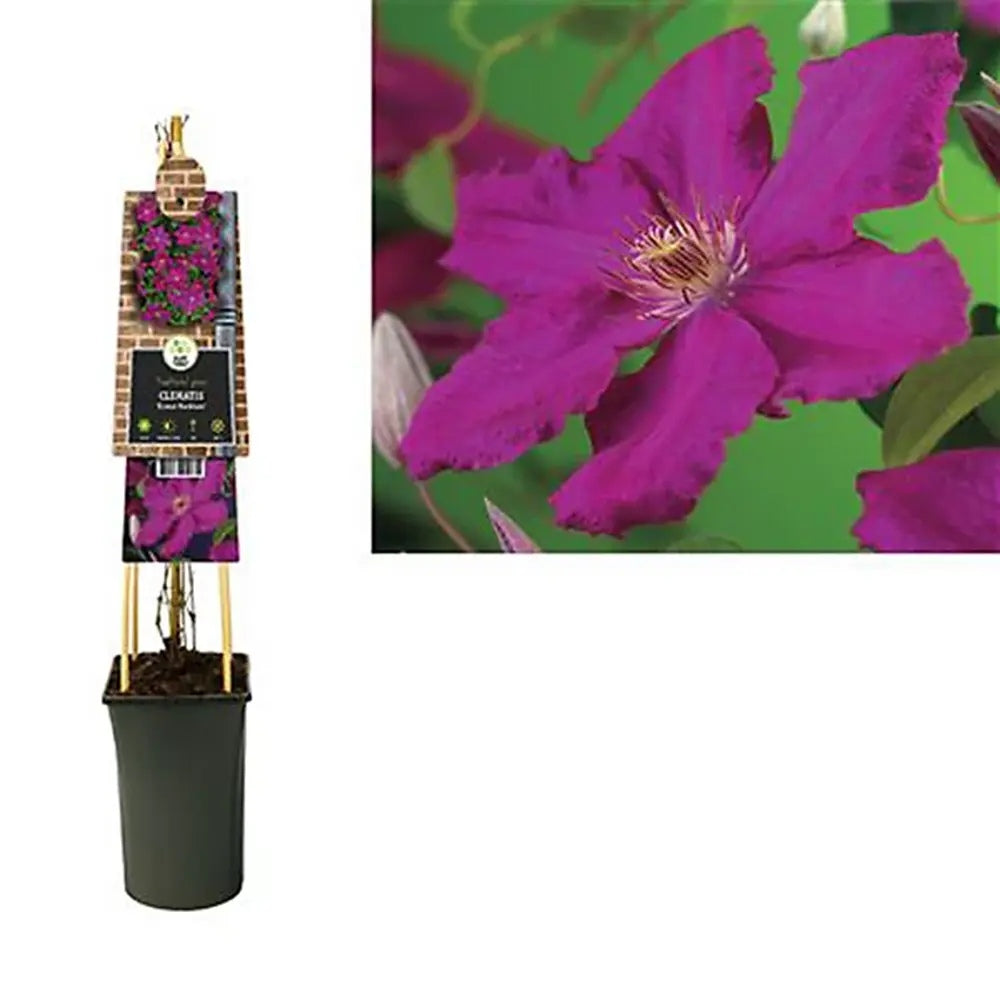 Clematis Ernest Markham, planta cataratoare cu flori rosu purpuriu, inflorire abundenta vara, crestere rapida