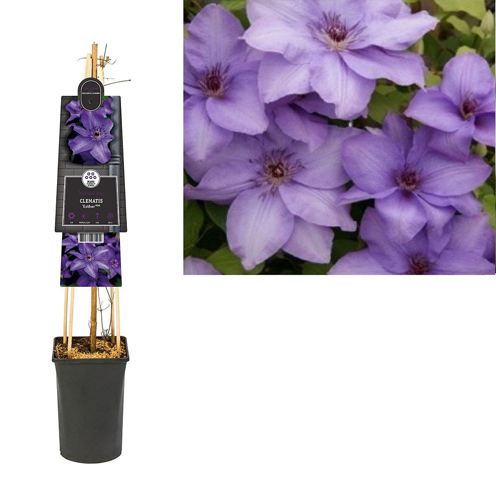 Clematis Esther, planta cataratoare cu flori spectaculoase albastru-violet, inflorire abundenta vara