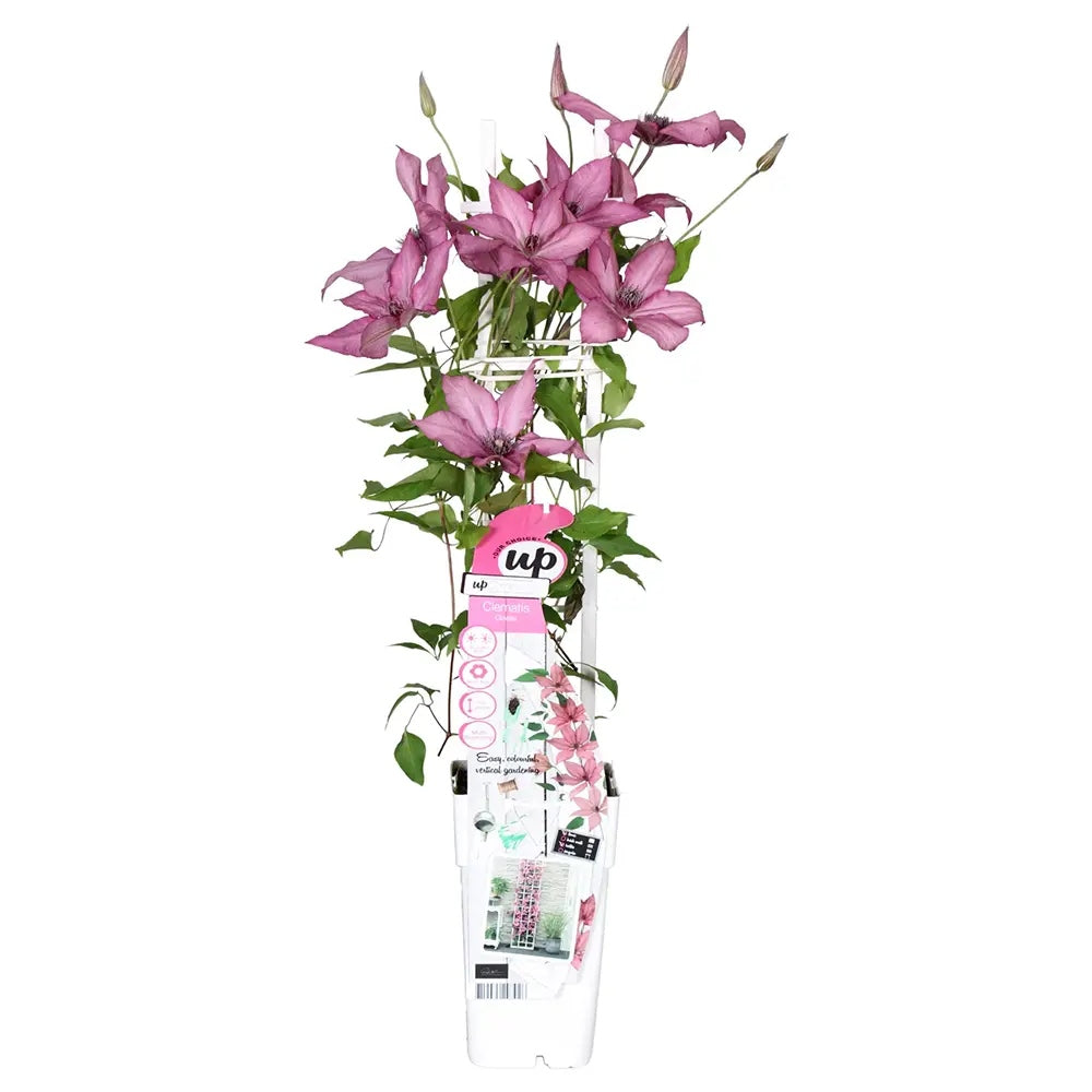 Clematis (Clematita) Giselle, planta cataratoare cu flori duble spectaculoase roz-magenta catifelate, inflorire abundenta vara