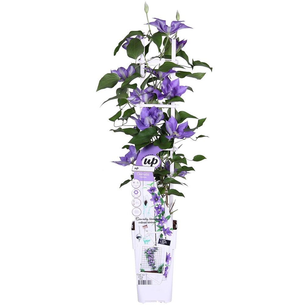 Clematis (Clematita) Olympia, planta cataratoare cu flori duble spectaculoase violet intens, inflorire abundenta vara