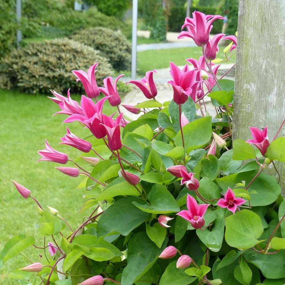 Clematis (Clematita) Princess Diana, planta cataratoare cu flori spectaculoase roz intens si margini recurvate, in forma de clopot, inflorire abundenta vara