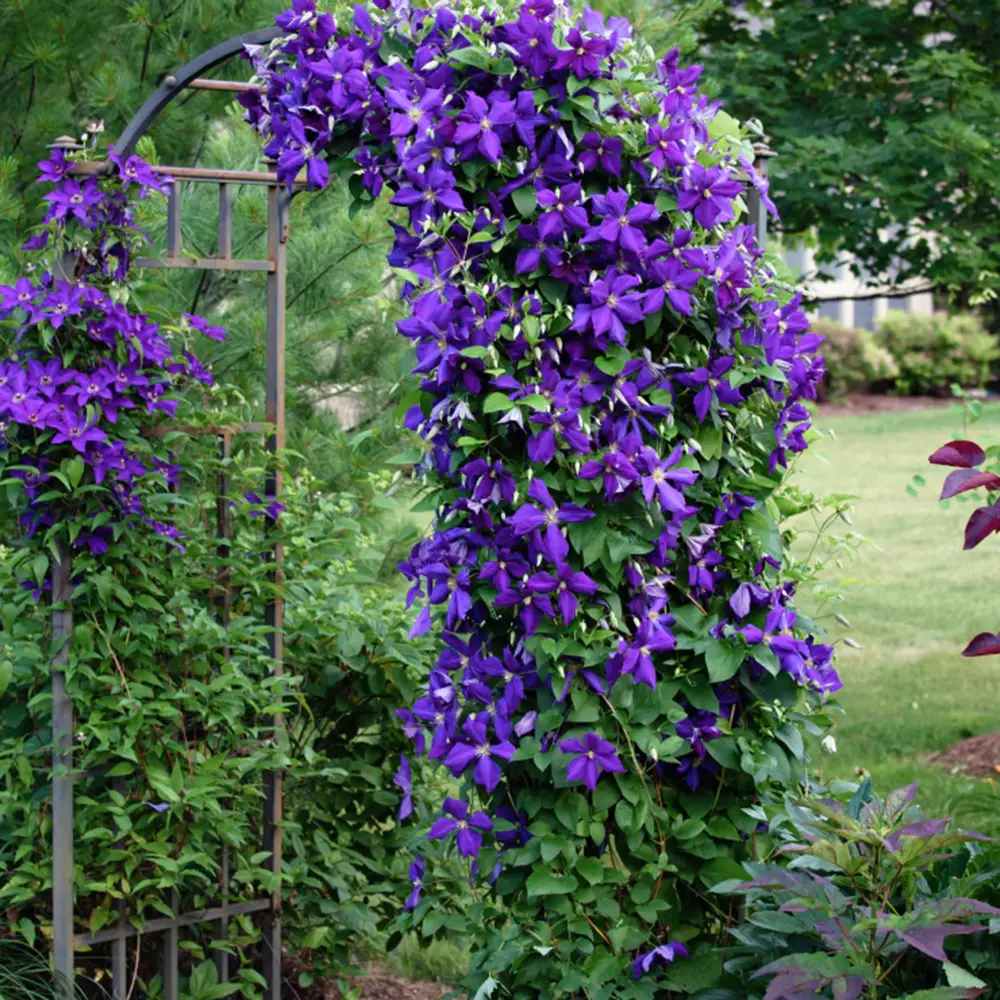 Clematis (Clematita) Rhapsody, planta cataratoare cu flori spectaculoase albastre-violet, inflorire abundenta primavara