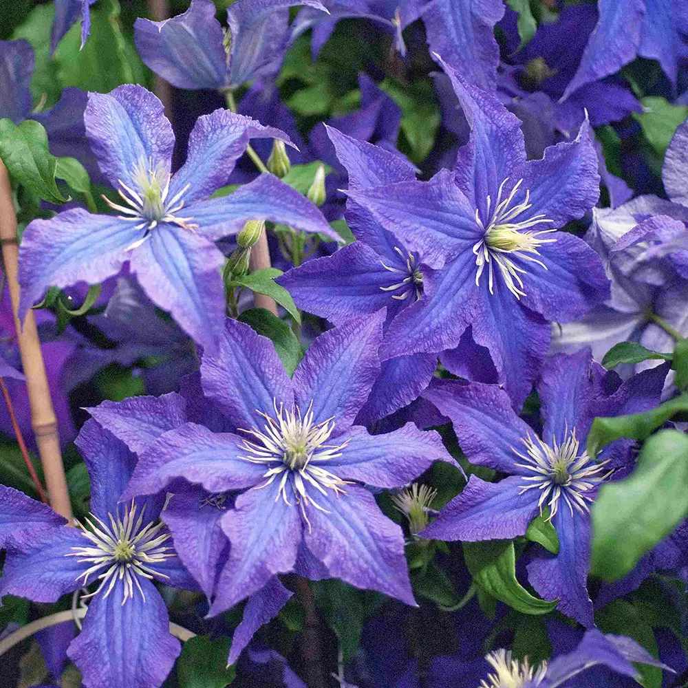 Clematis (Clematita) Rhapsody, planta cataratoare cu flori spectaculoase albastre-violet, inflorire abundenta primavara