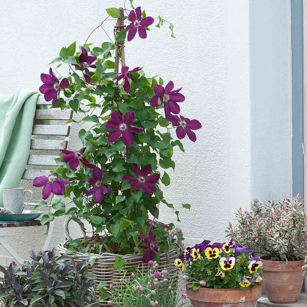 Clematis (Clematita) Rouge Cardinal, planta cataratoare cu flori spectaculoase rosu-visiniu catifelate, inflorire abundenta vara