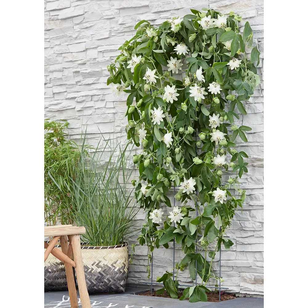 Clematis (Clematita) Snow Queen, planta cataratoare cu flori spectaculoase albe mari, inflorire abundenta primavara-vara