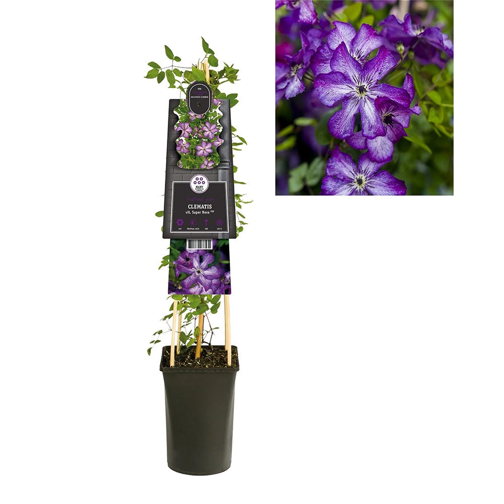 Clematis (Clematita) Super Nova, planta cataratoare cu flori spectaculoase violet, inflorire abundenta vara