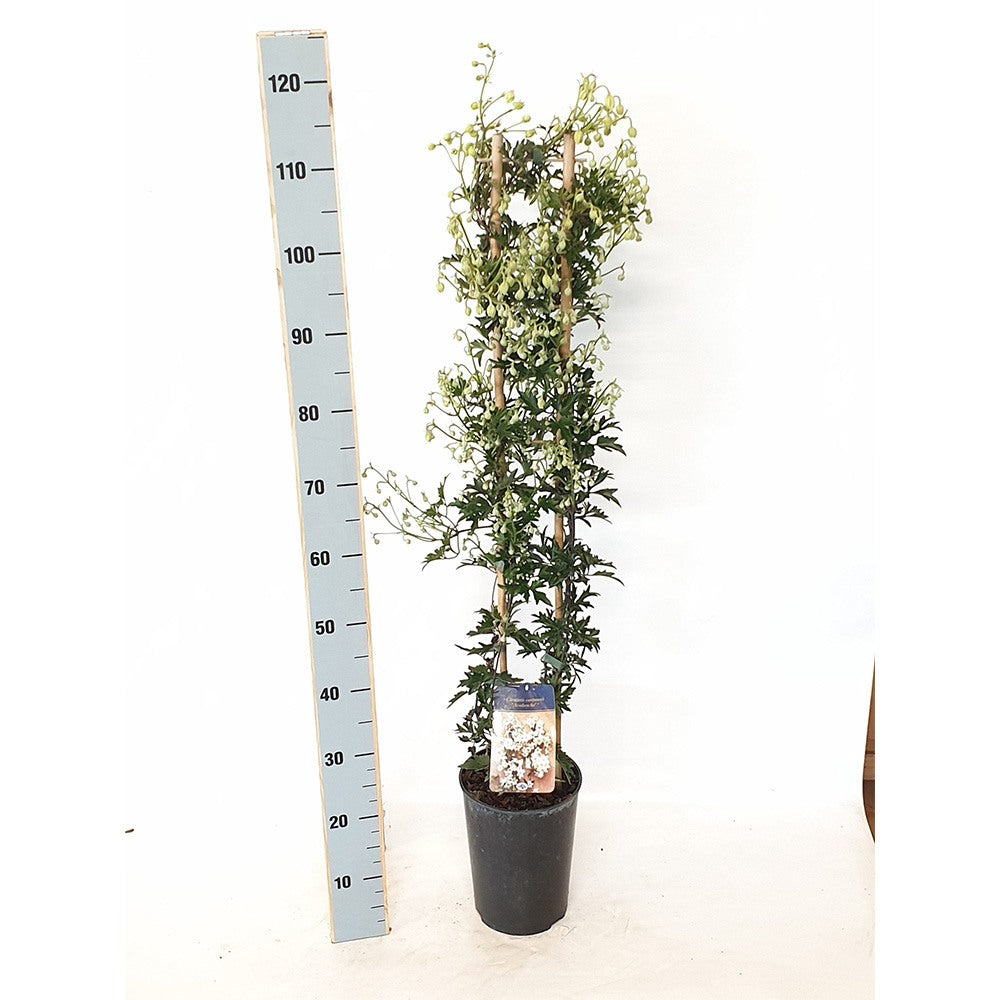 Clematis Avalanche, vesnic verde, flori albe parfumate, planta cataratoare cu inflorire timpurie
