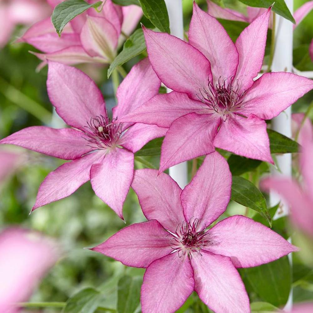 Clematis (Clematita) Giselle, planta cataratoare cu flori duble spectaculoase roz-magenta catifelate, inflorire abundenta vara