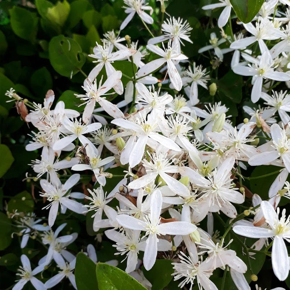Clematis (Clematita) Snowdrift, planta cataratoare vesnic verde cu flori albe parfumate, inflorire abundenta primavara