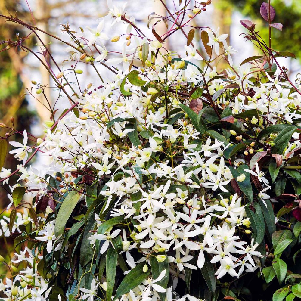 Clematis (Clematita) Snowdrift, planta cataratoare vesnic verde cu flori albe parfumate, inflorire abundenta primavara