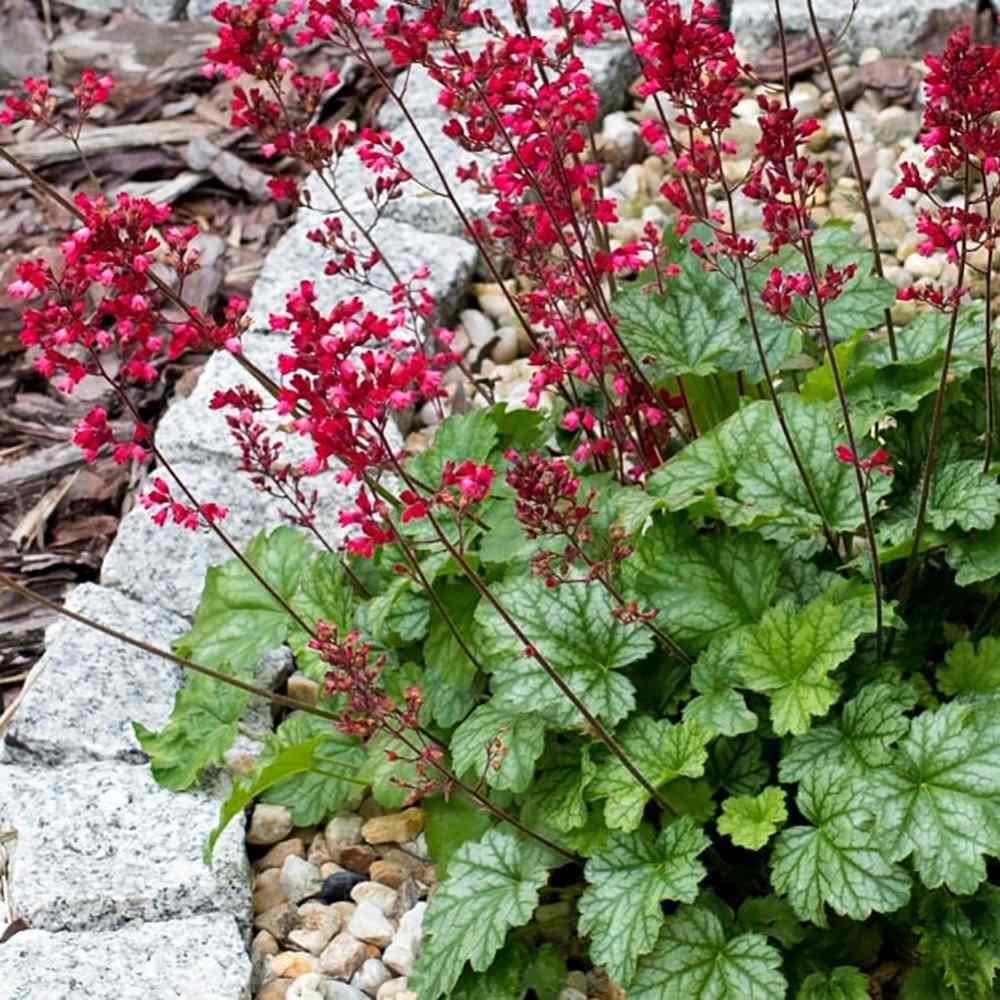 Clopotel purpuriu verde (Heuchera) Blooming Green, acoperitor de sol