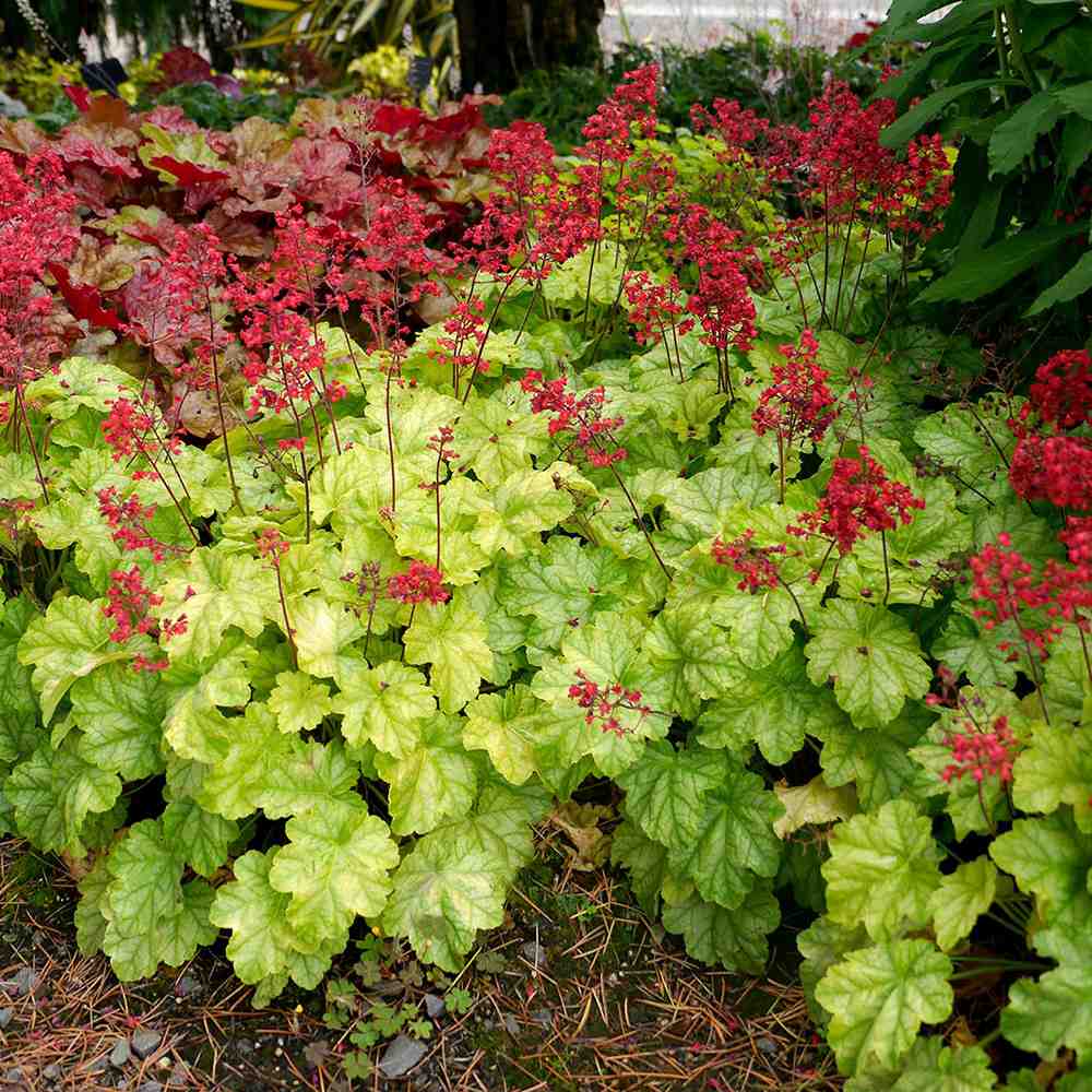 Clopotel purpuriu verde (Heuchera) Blooming Green, acoperitor de sol