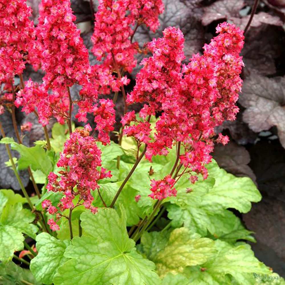 Clopotel purpuriu verde (Heuchera) Blooming Green, acoperitor de sol