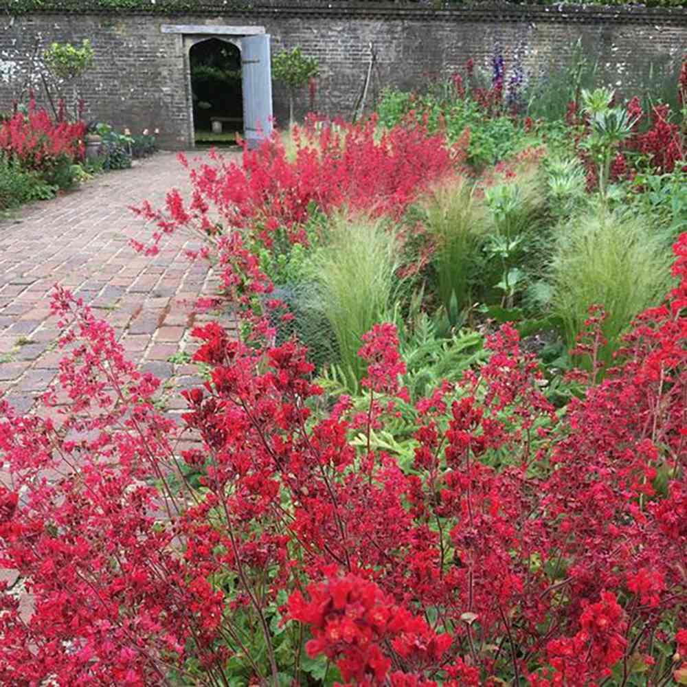 Clopotel purpuriu verde (Heuchera) Blooming Green, acoperitor de sol