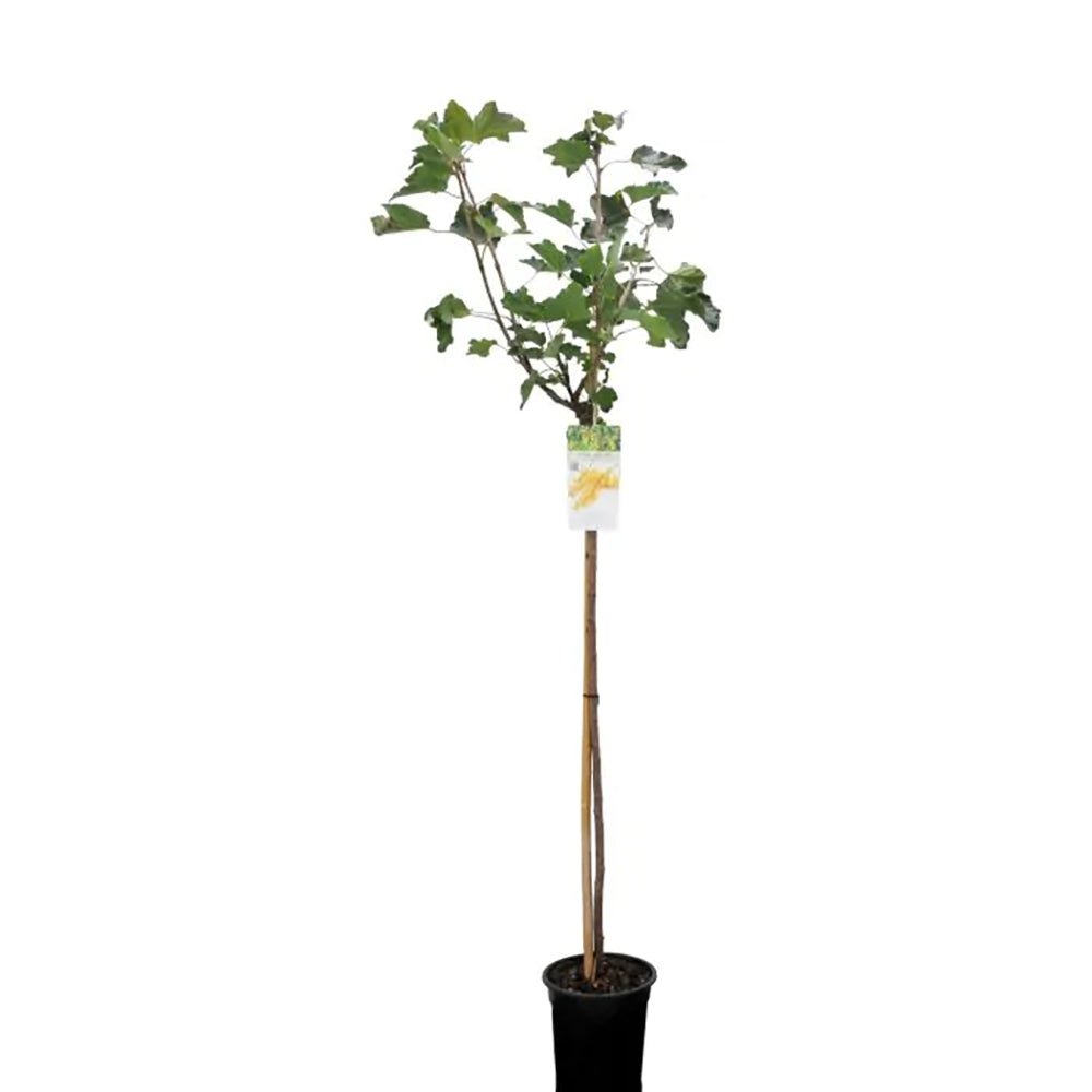 Coacaz alb Werdavia (Ribes Rubrum), cu fructe dulci-acrisor aurii-alb