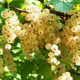 Coacaz alb Werdavia (Ribes Rubrum), cu fructe dulci-acrisor aurii-alb - VERDENA-130-150 cm inaltime, livrat in ghiveci de 3 l