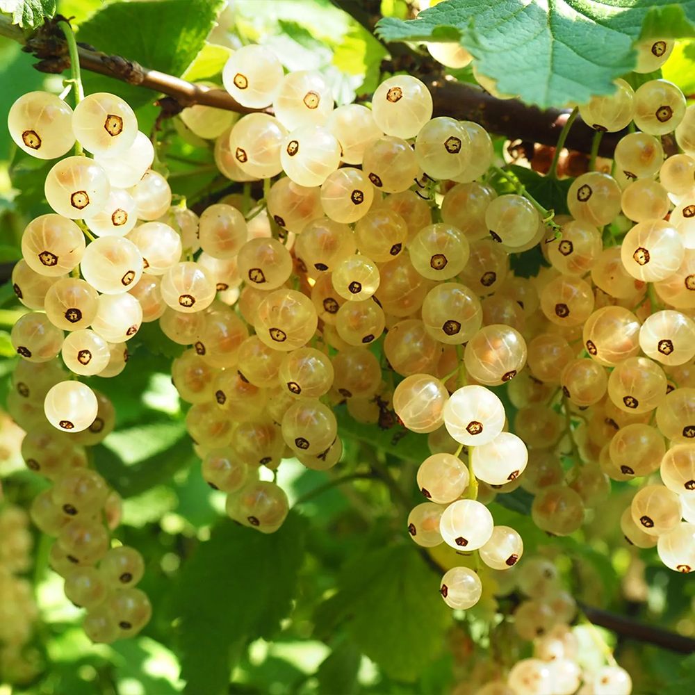Coacaz alb Werdavia (Ribes Rubrum), cu fructe dulci-acrisor aurii-alb