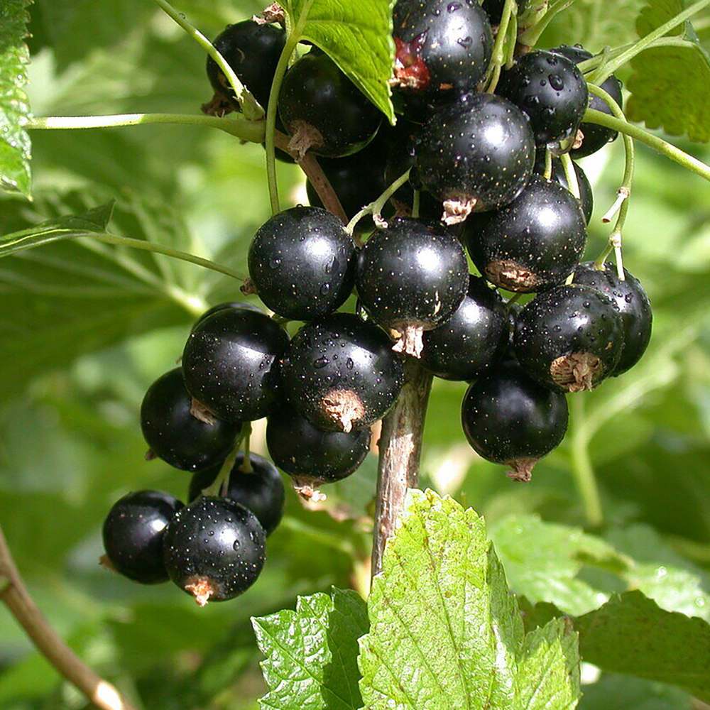 Coacaz negru Titania (Ribes), cu fructe negre dulci-acrisoare