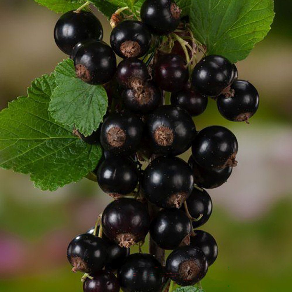 Coacaz negru Titania (Ribes), cu fructe negre dulci-acrisoare