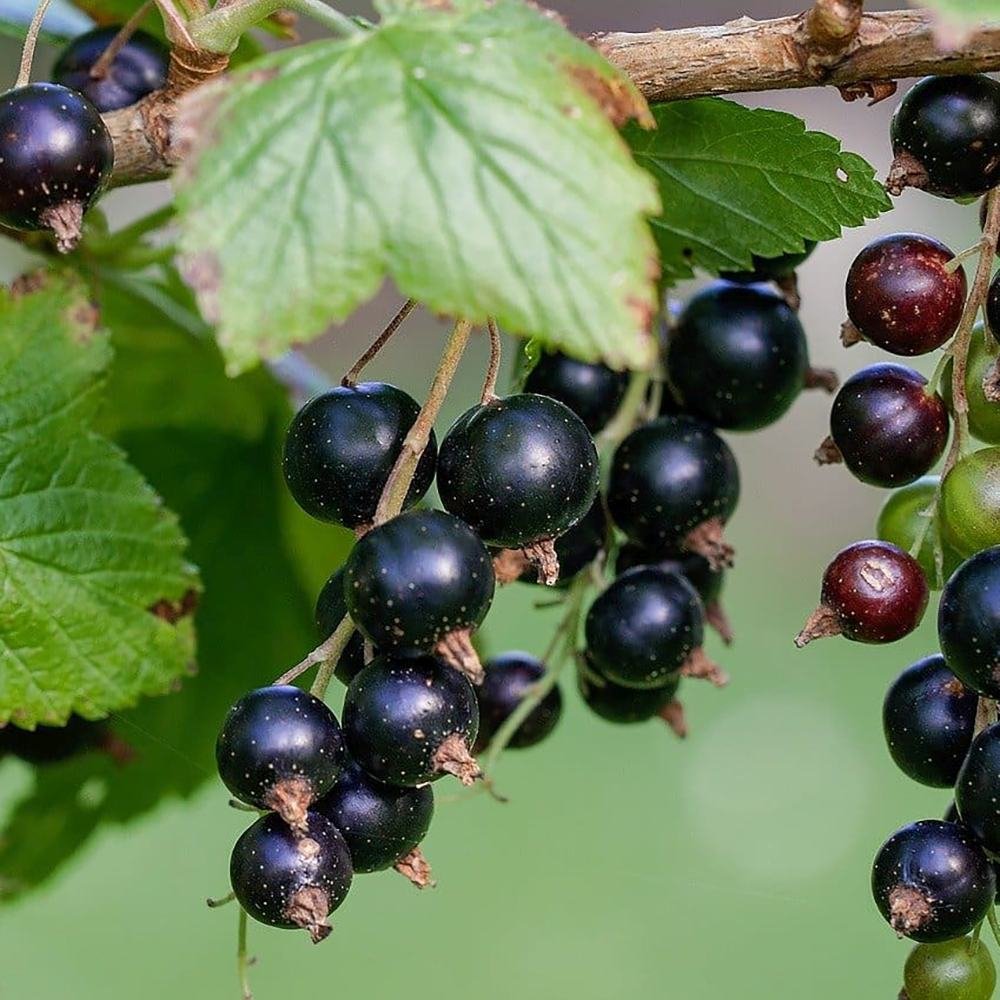 Coacaz negru Titania (Ribes), cu fructe negre dulci-acrisoare